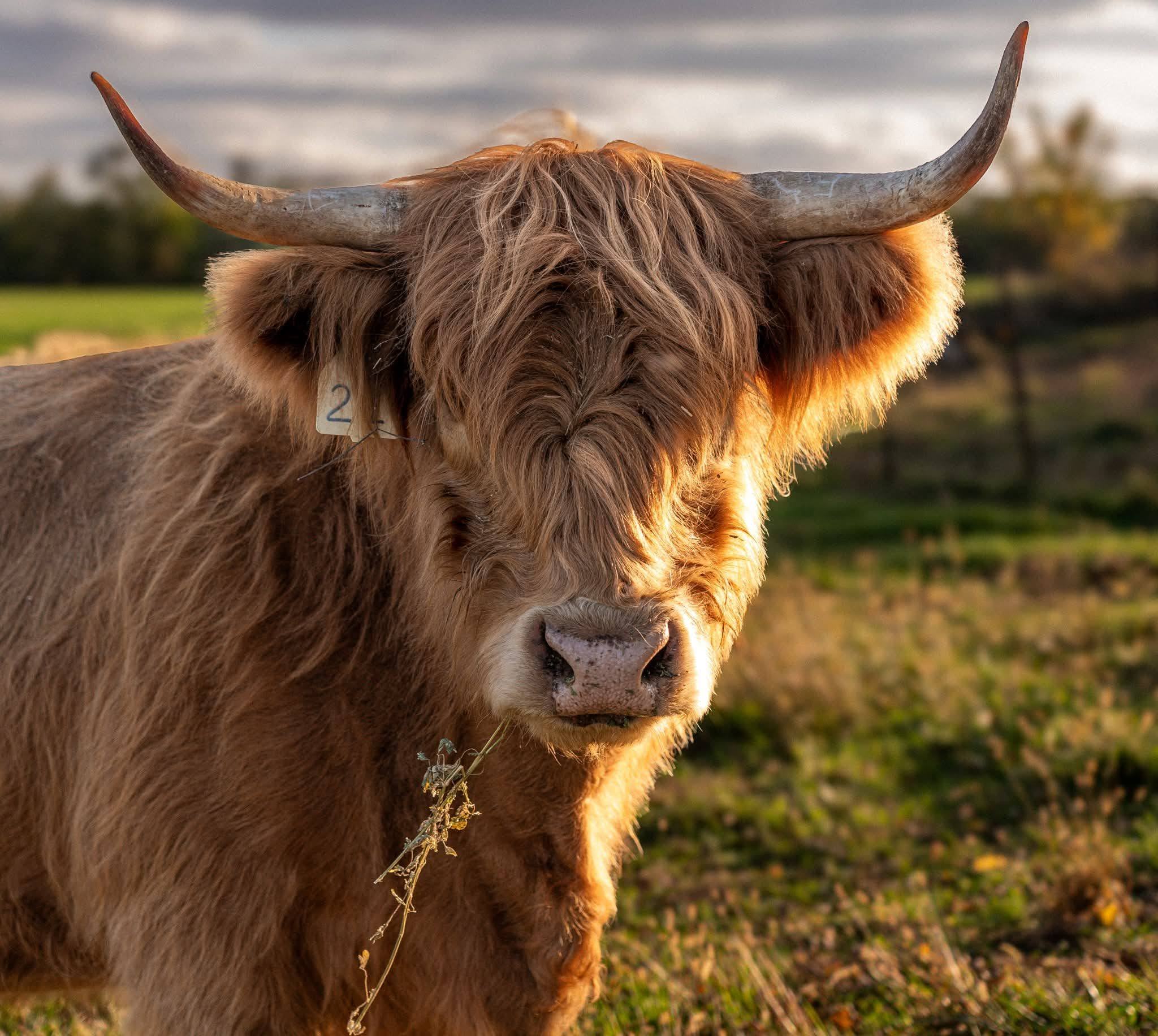 A highland cow with long horns grazing in a field