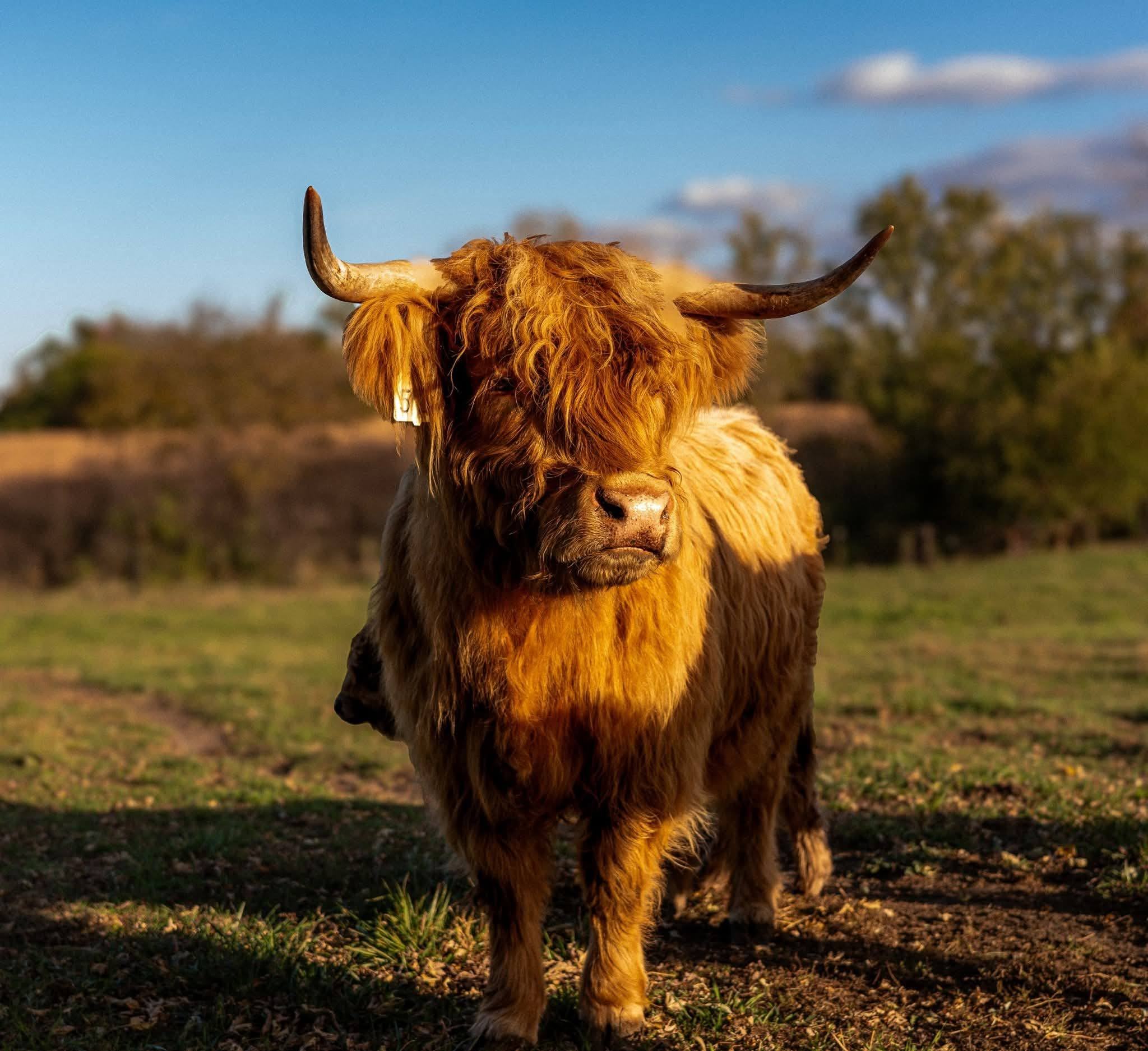 A highland cow standing in a pasture under a blue sky