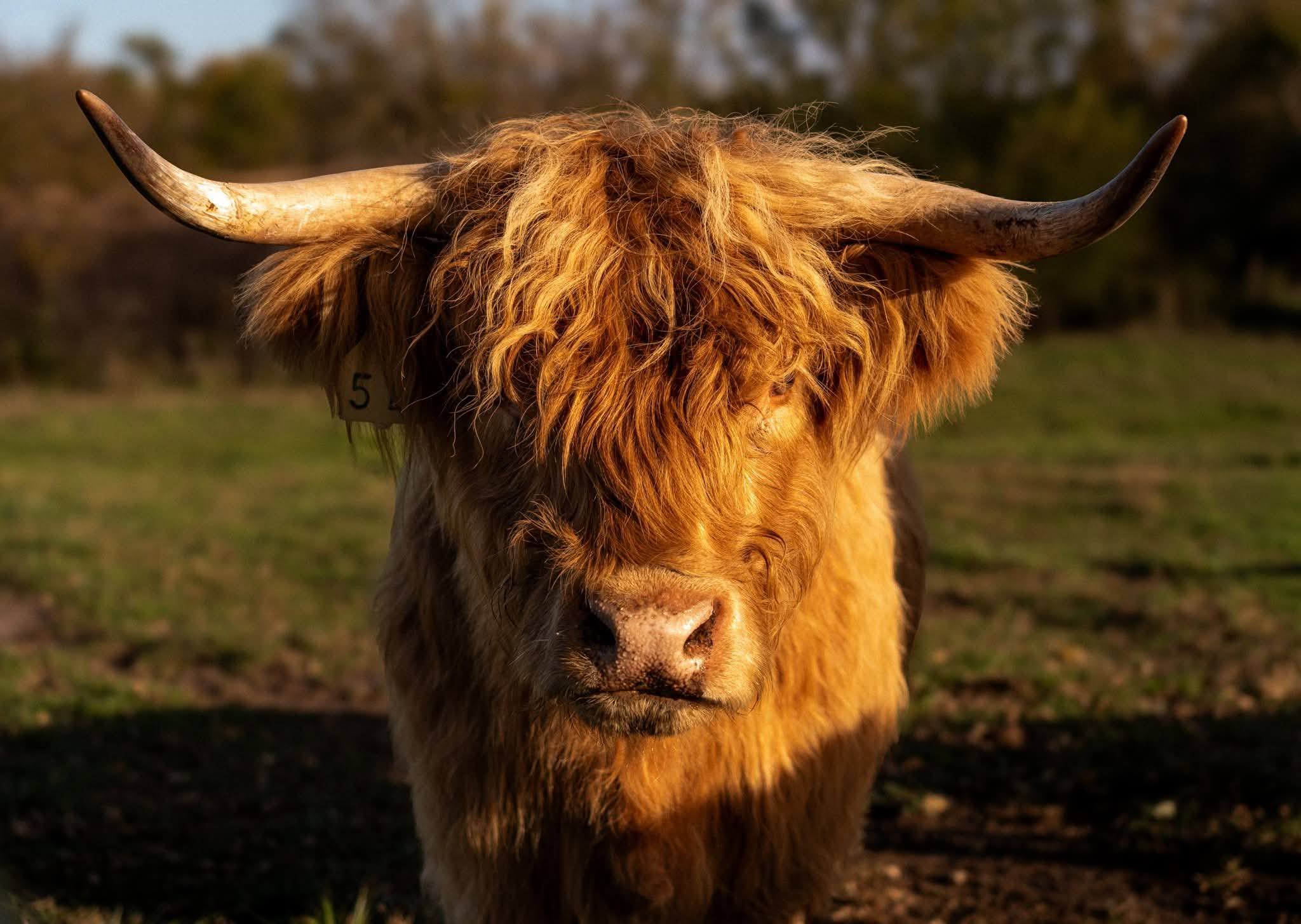Close portrait of a highland cow looking at the camera