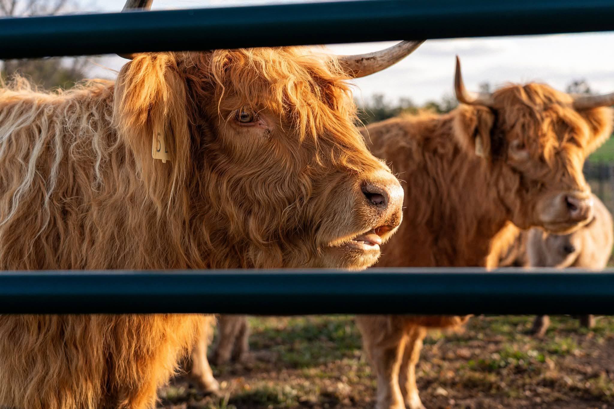 Two highland cows behind a metal gate