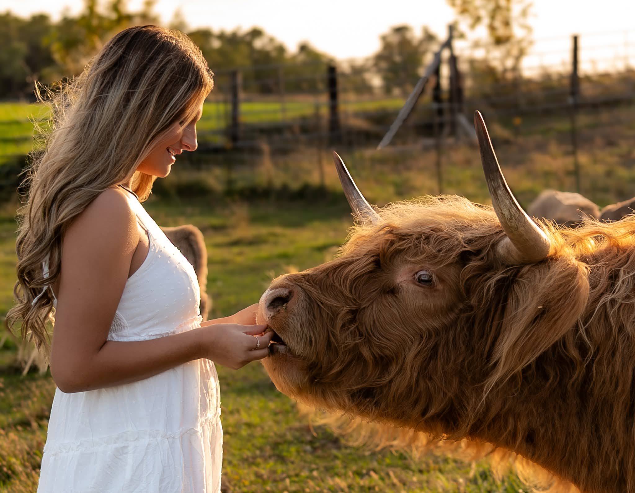 A senior feeding a highland cow by hand